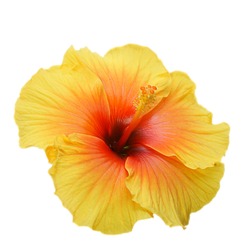 Yellow hibiscus on white background with path