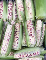 Corn with green husk and ripe maize aligned in a row, top view

