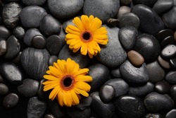 Black pebble stones and macro of two yellow flower on black background,