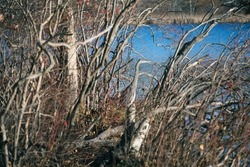 Gray heron hiding between branches in freshwater marsh, Needham, Massachusetts
