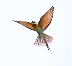 Blue-tailed Bee-eater isolated on white background