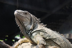closeup shot of Iguana