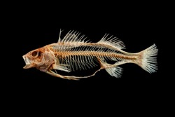 Fish skeleton isolated on black background