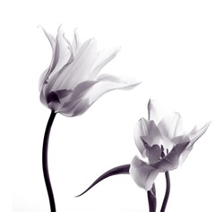 two transparent tulips in back light on white background
