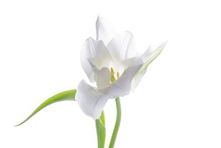 white tulip isolated on white background