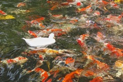 A white duck with a notch above the water surface, with many koi fish in the water, looks beautiful and colorful.
