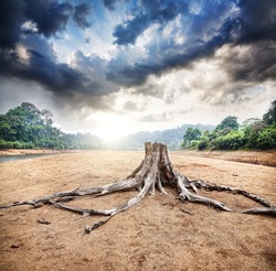 Dry stump at jungle and dramatic sky background at sunrise in Periyar wildlife sanctuary in Kerala, India