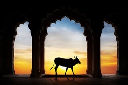 Holy Indian cow silhouette in old temple arch at dramatic orange sunset sky background