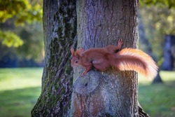 red squirrel on a tree during autumn in Lazienki Park - Royal Baths Park in Warsaw, capital of Poland