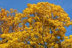 Yellow leaves of maple tree in Lazienki - Royal Baths Park in Warsaw, capital city of Poland