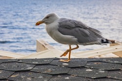 Sea gull in Old Town of Nesebar city located on Black Sea shore in Bulgaria