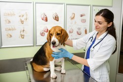 Beagle dog examined and consulted by a veterinarian