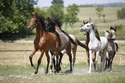 Domestic arabian horses of different colors running home to the stable springtime 