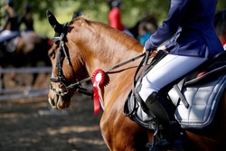 Unknown competitor ride on a sport horse on equitation event at summertime outdoors. Show jumper horse wearing colorful award ribbon. Equestrian sports