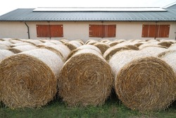 Huge bales of hay in animal farm rural scene.  Haystacks for livestock feed for horses outdoors. Mown dry grass bale hay in front of unidentified unknown barn  