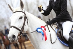 On a show jumper horse in the saddle sits a rider with a rosette of the winner in equestrian competitions during the winners event. Equestrian sports and victory. Riding a horse.Equestrian background.