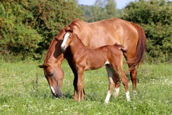 Beautiful mother horse with her foal nearby grazed on pasture summertime
