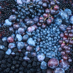 CLOSEUP SHOT OF PURPLE FRUIT COMPOSITION.  Blackberry Blueberry Elder Greengage Plum 