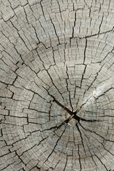 Tree rings of an old weathered stump