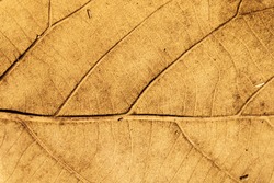Dried leaf texture background.