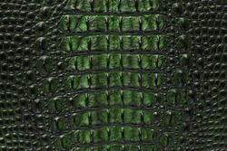 Freshwater green crocodile bone skin texture background.