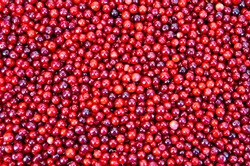 The texture of ripe red berries lingonberry