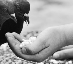 Human hand feeding the bird.