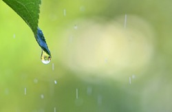Green background with drop of rain on leaf.