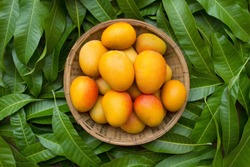 Mango tropical fruit in wooden basket put on green leaf background, top view