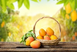 Mango in basket with leaves on wooden table and Mango tree farm with sunlight background.