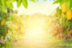 Mango tree and farm Blur background