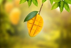 Slice of fresh mango fruit hanging on tree with green leaf at farm on background. Mango juice and dessert season concept.