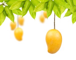 Mango fruit with leaf isolated white background