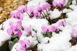 Snow covered cyclamen coum or eastern sowbread plants in flower, UK