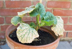 Mosaic virus on the leaves of a cucumber plant in a UK garden