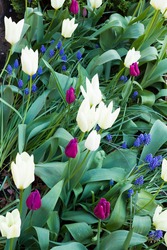 Tulip bulbs, tulips in a garden border or spring flower bed, UK