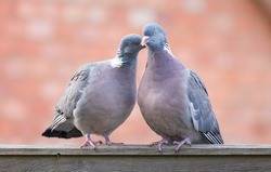 Wood pigeons, pair of birds mating ritual in a UK garden