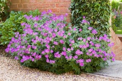 Geranium sylvaticum (wood cranesbill), a hardy perennial with purple flowers growing in an English cottage garden in spring, UK
