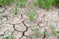 Drought on a UK farm, dry cracked earth, cracks in mud in a field of crops