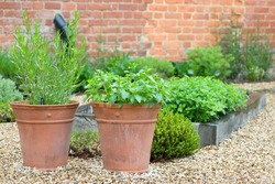 Fresh herb plants, herbs growing in containers in a UK courtyard garden