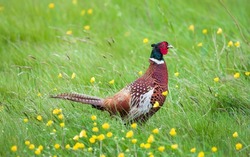 Male pheasant in a field, common pheasant game bird on farmland, UK