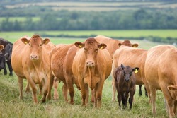Herd of Hereford beef cattle with calves. Livestock in a field on a farm. Aylesbury Vale, Buckinghamshire, UK