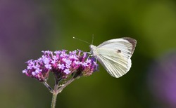 Large white butterfly (pieris brassicae) pollinating verbena bonariensis flowers in a UK summer garden
