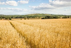 Wheat growing in countryside. Crop field in farm landscape, Buckinghamshire, UK