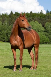 Nice Quarter horse posing on pasture