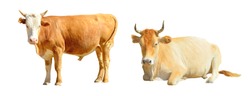 Well-groomed redhead with a white head horned bull, a stately beige horned bull lies on a white background isolated