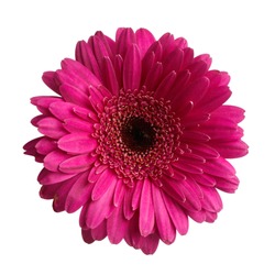 Gerbera daisy flower isolated on white background