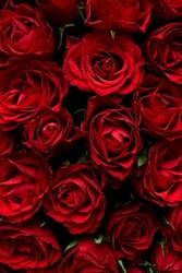 Red roses dark abstract flowers background