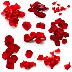 Set of red rose petals isolated on white background