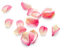 Rose petals isolated on white background